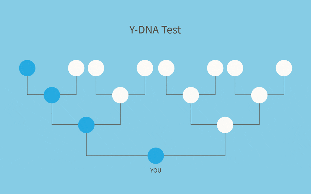 Animated GIF illustrating the three types of DNA tests.