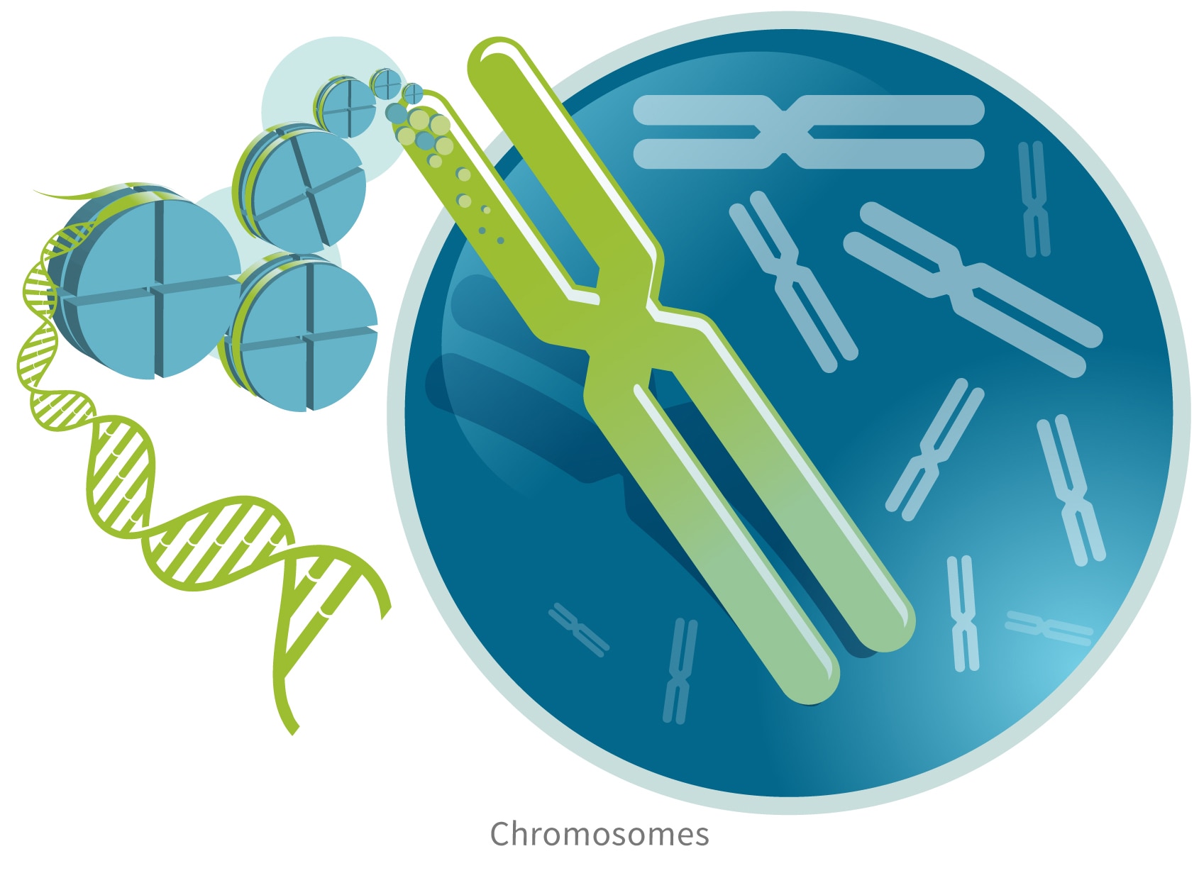 chromosomes-ancestrydna-learning-hub