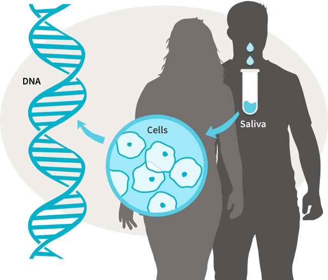 Genomia: Genealogical DNA-tests