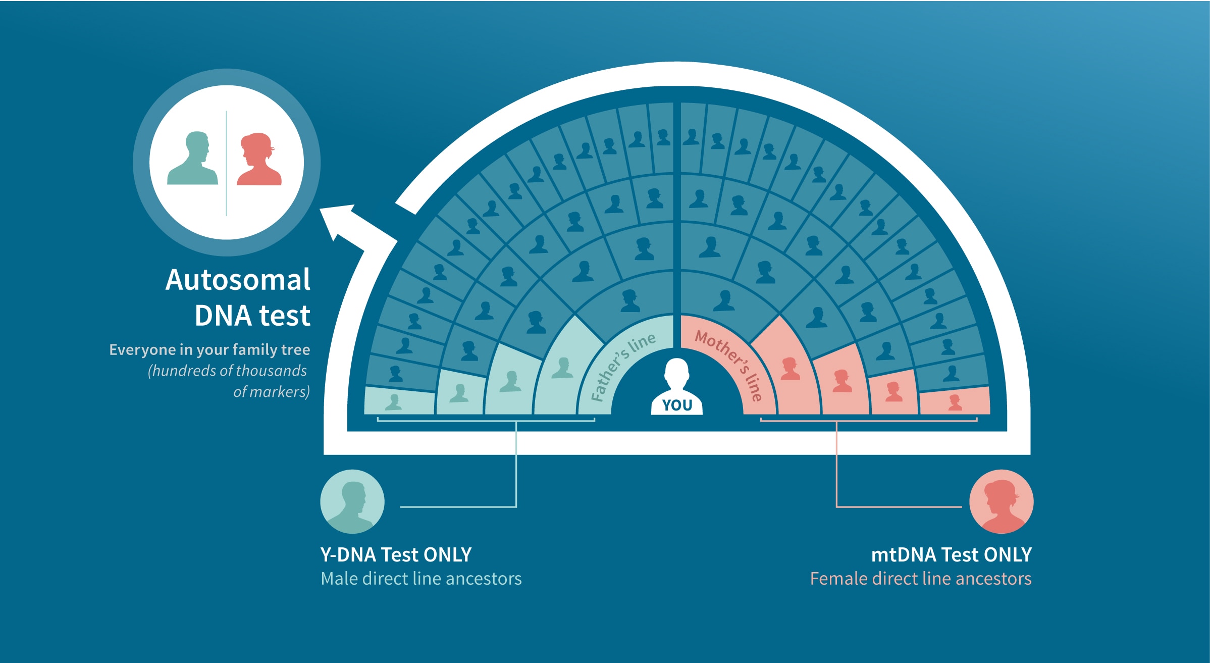 Autosomal DNA Testing AncestryDNA® Learning Hub