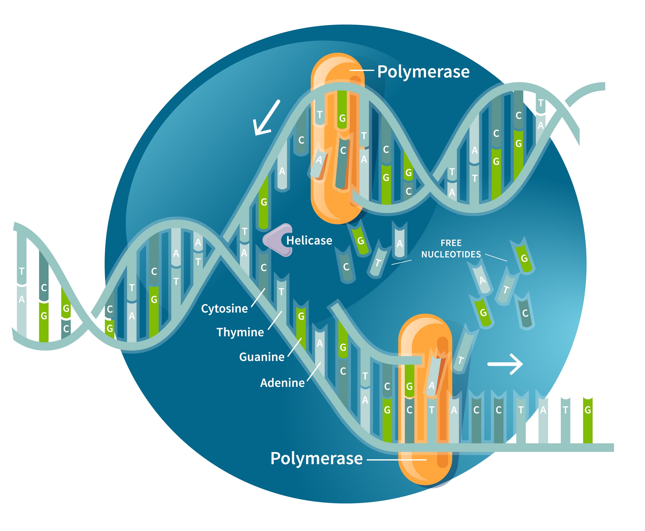 Dna Replication What Is Dna Replication Ancestrydna Learning Hub