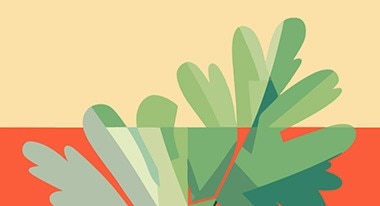 Cilantro